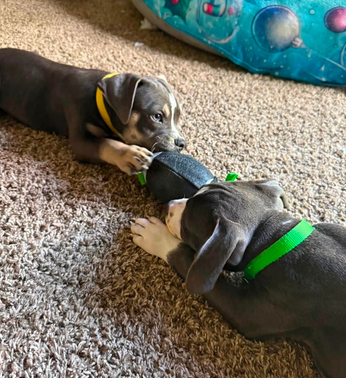 Beauties and Beasts Rescue Donation