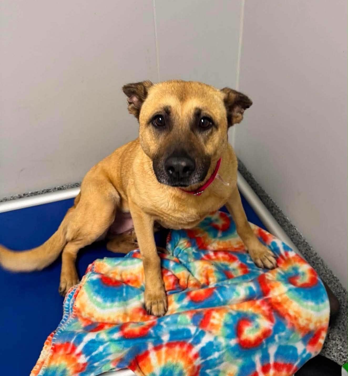 Beauties and Beasts Rescue Donation