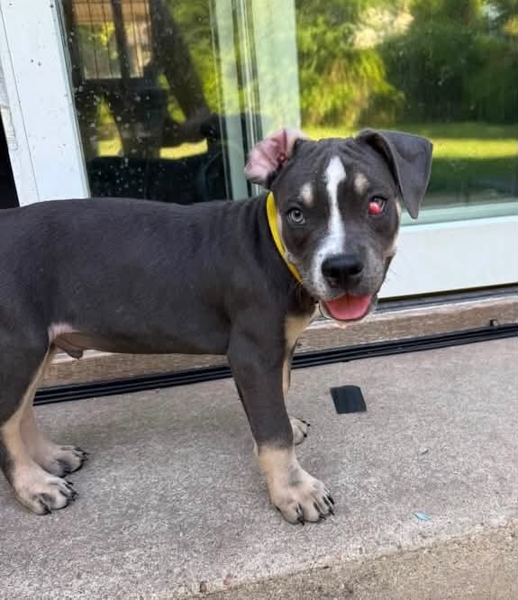 Beauties and Beasts Rescue Donation